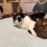 Photo of Stitch *9 Lives Project Rescue*