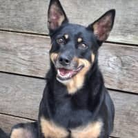 Photo of Bear