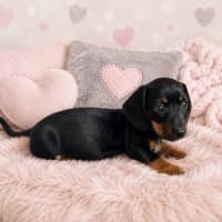 Photo of Coco
