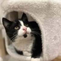 Photo of Jasper   In Foster In Doreen