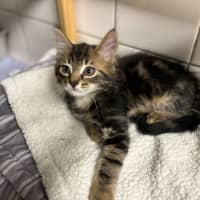 Photo of Papaya