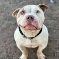 Photo of Hancho