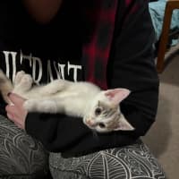 Photo of Cleona **2nd Chance Cat Rescue**