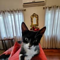 Photo of Nova