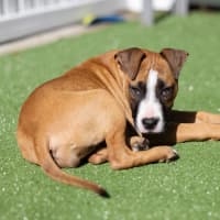 Photo of Comet