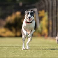 Photo of Bailey Imp 1680