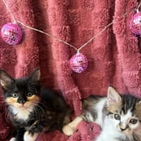 Photo of Trixie And Catya