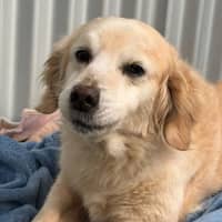 Photo of Misty