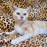 Photo of Nala 🐆