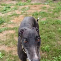 Photo of Eve, The Greyhound