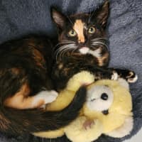 Photo of Tinsel