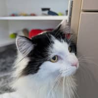 Photo of Orca