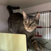 Photo of Mavis