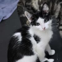 Photo of Cleo