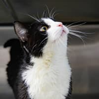 Photo of Domino