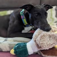 Photo of Angie, The Greyhound