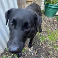 Photo of Rosie