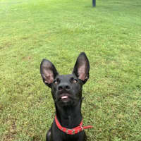 Photo of Lucky 