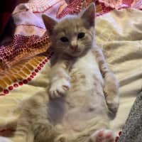 Photo of Mufassa   In Foster Care In Bentleigh East