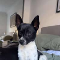 Photo of Jiminy Cricket