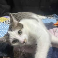 Photo of Affectionate Ash