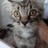 Photo of Seaberry Delight