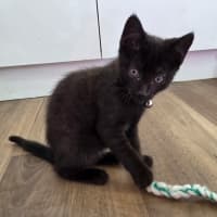 Photo of Seed * 9 Lives Project Rescue*