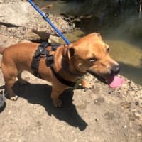 Photo of Ginger Meggs