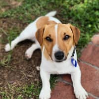 Photo of Snuggles   11 Month Old Jack Russell 