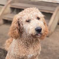 Photo of Milo