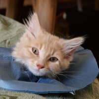 Photo of Daisy (Was Bonnie )