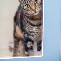 Photo of Ranger