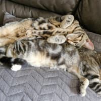 Photo of Sailor And Sari