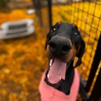 Photo of Ms Zey Von Dobermann