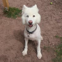 Photo of Lucky