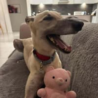 Photo of Orana The Greyhound