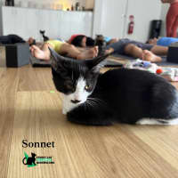 Photo of Sonnet