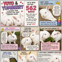 Photo of Yoyo & Yumberry