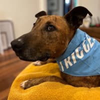 Photo of Trigger