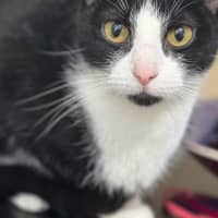 Photo of Rosie   Available At Pet Quarters Morisset