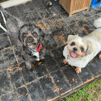 Photo of Coco And Nero   Bonded Pair