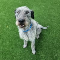 Photo of Bolt Imp 2485