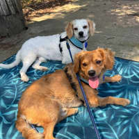 Photo of Boomer   1 Year Old Cavalier X