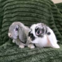 Photo of Puddles & Nimbus (Located In Wantirna South)