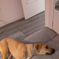Photo of Honey
