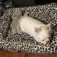 Photo of Goose And Stevie Uffelman