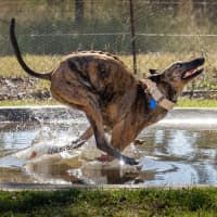 Photo of Bubbles The Greyhound