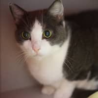 Photo of Minty