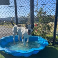 Photo of Iggle Piggle Imp 1690