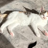 Photo of Star